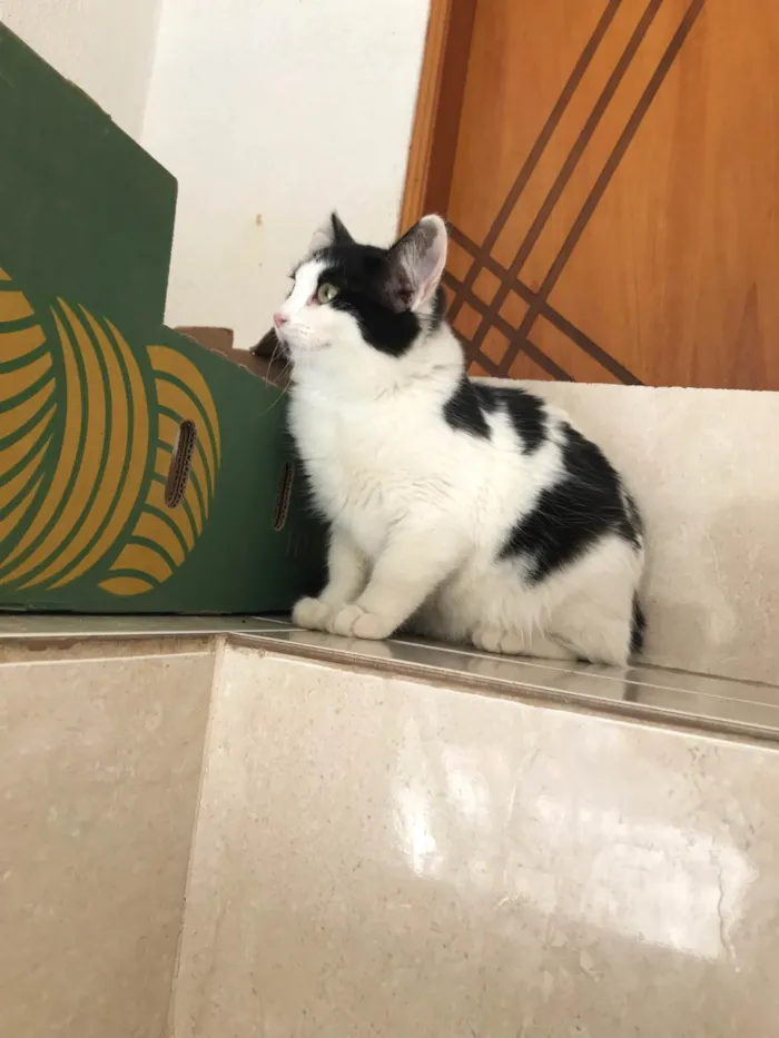 Gato ra a SRD-ViraLata idade 2 a 6 meses nome Nino bb5meses pelo longo lindo 