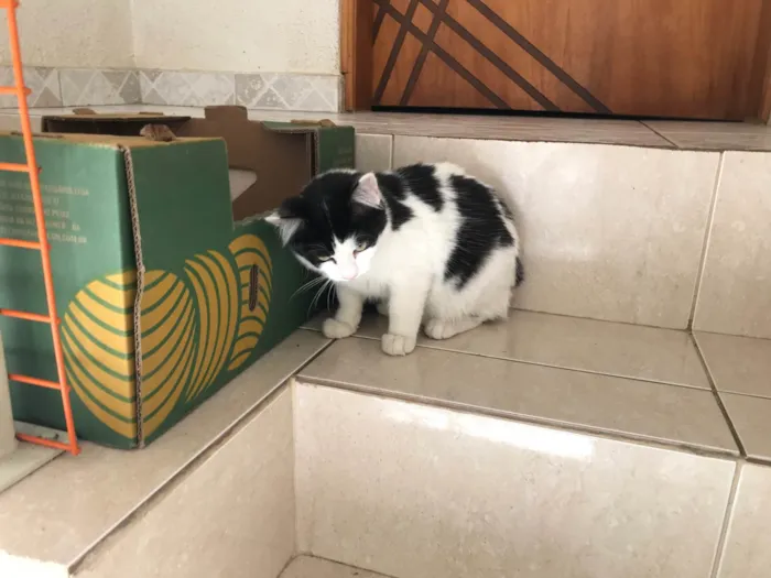 Gato ra a SRD-ViraLata idade 2 a 6 meses nome Nino bb5meses pelo longo lindo 