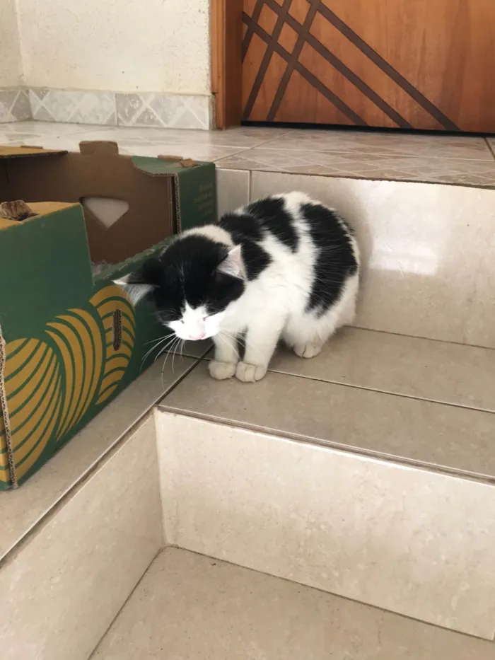 Gato ra a SRD-ViraLata idade 2 a 6 meses nome Nino bb5meses pelo longo lindo 