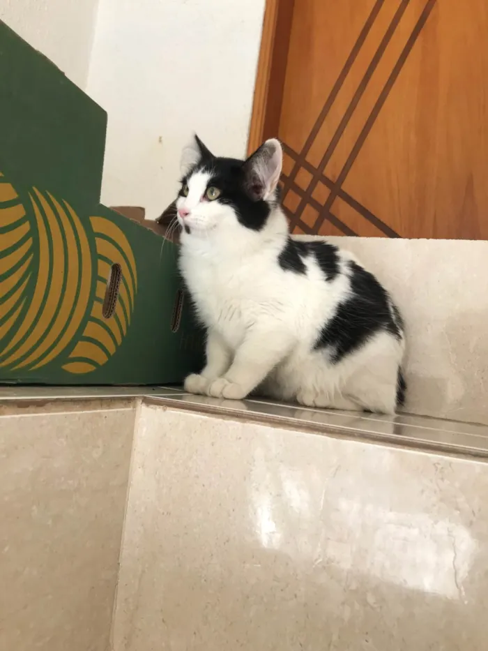 Gato ra a SRD-ViraLata idade 2 a 6 meses nome Nino bb5meses pelo longo lindo 