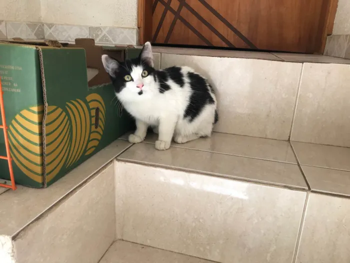 Gato ra a SRD-ViraLata idade 2 a 6 meses nome Nino bb5meses pelo longo lindo 