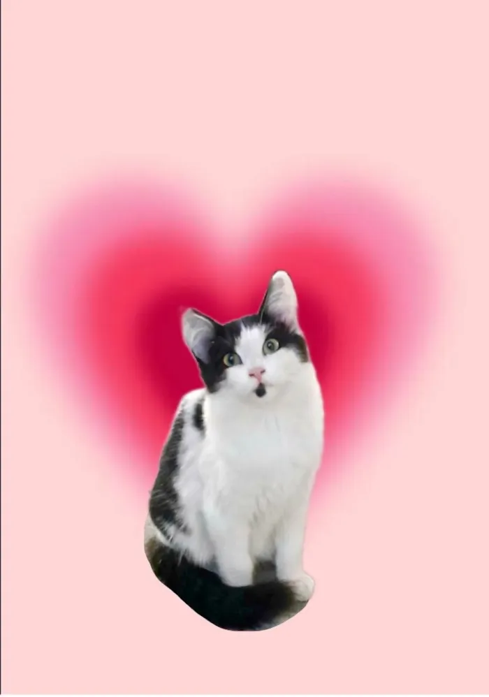Gato ra a SRD-ViraLata idade 2 a 6 meses nome Nino bb5meses pelo longo lindo 