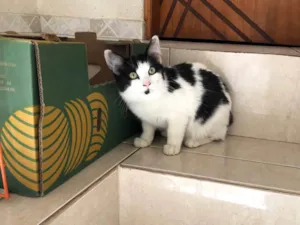 Gato raça SRD-ViraLata idade 2 a 6 meses nome Nino bb5meses pelo longo lindo 