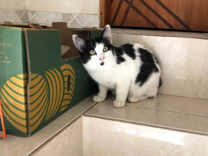 Gato ra a SRD-ViraLata idade 2 a 6 meses nome Nino bb5meses pelo longo lindo 
