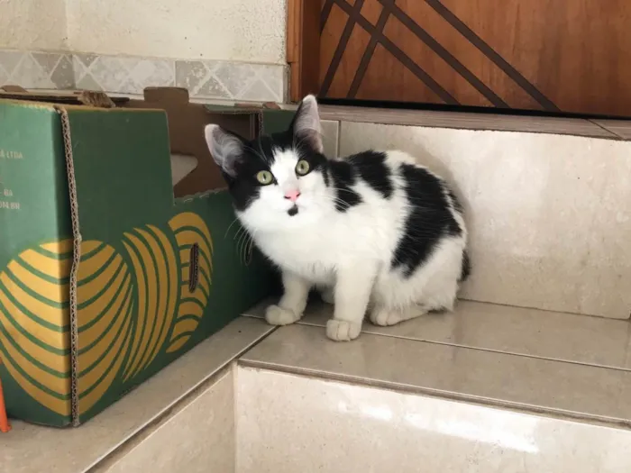 Gato ra a SRD-ViraLata idade 2 a 6 meses nome Nino bb5meses pelo longo lindo 