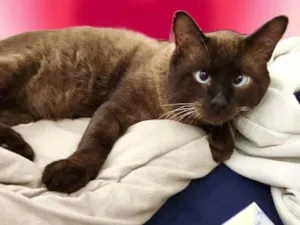 Gato raça Siamês idade 7 a 11 meses nome Capuccino lindo e bonzinho 