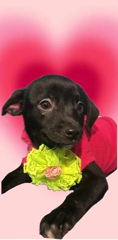 Cachorro ra a SRD-ViraLata idade 2 a 6 meses nome Jasmine bb4meses porte Pequeno 