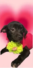 Jasmine bb4meses porte Pequeno