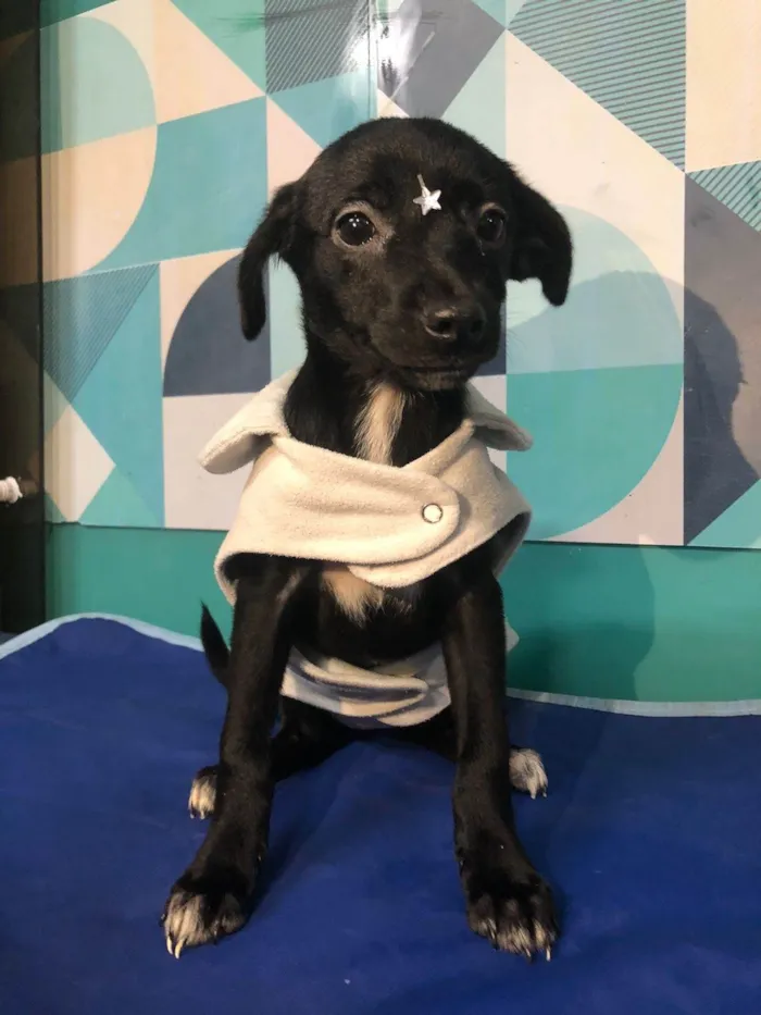 Cachorro ra a SRD-ViraLata idade 2 a 6 meses nome Jasmine bb4meses porte Pequeno 