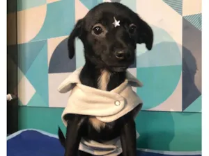 Cachorro raça SRD-ViraLata idade 2 a 6 meses nome Jasmine bb4meses porte Pequeno 