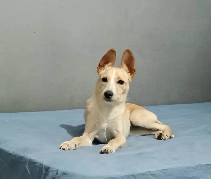 Cachorro ra a SRD-ViraLata idade 2 a 6 meses nome Lola bb6meses porte Pequeno 