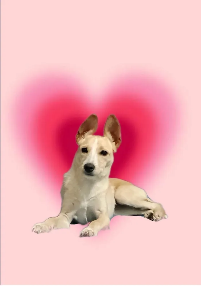 Cachorro ra a SRD-ViraLata idade 2 a 6 meses nome Lola bb6meses porte Pequeno 