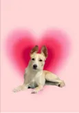 Lola bb6meses porte Pequeno