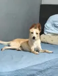 Lola bb6meses porte Pequeno