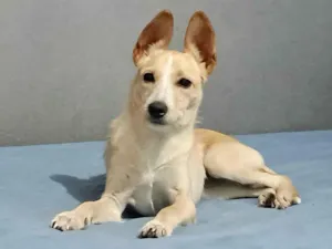 Cachorro raça SRD-ViraLata idade 2 a 6 meses nome Lola bb6meses porte Pequeno 