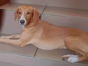 Cachorro raça SRD-ViraLata idade 1 ano nome Nina