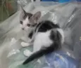 Pontinho