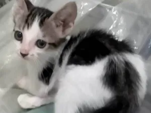 Gato raça SRD-ViraLata idade Abaixo de 2 meses nome Pontinho