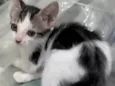 Pontinho