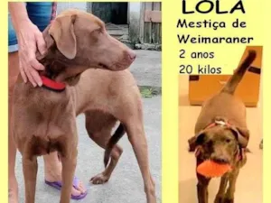 Cachorro raça SRD-ViraLata idade 2 anos nome Lola 