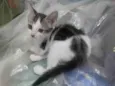 Pontinho