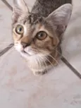 Gatinha chiquinha precisa de um lar