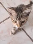 Gatinha chiquinha precisa de um lar