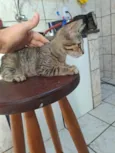 Gatinha chiquinha precisa de um lar