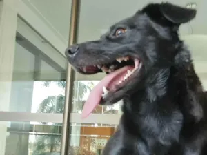 Cachorro raça SRD-ViraLata idade 1 ano nome Jade