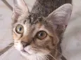 Gatinha chiquinha precisa de um lar