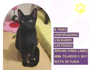 Gato raça SRD-ViraLata idade 1 ano nome FaÃ­sca