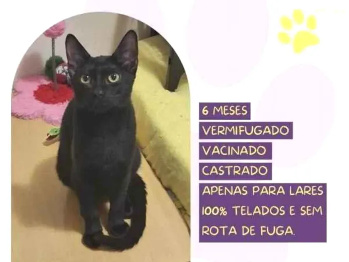 Gato ra a SRD-ViraLata idade 1 ano nome FaÃ­sca