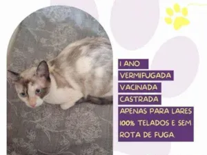 Gato raça SRD-ViraLata idade 1 ano nome Maya