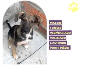 Cachorro raça SRD-ViraLata idade 1 ano nome Pepito