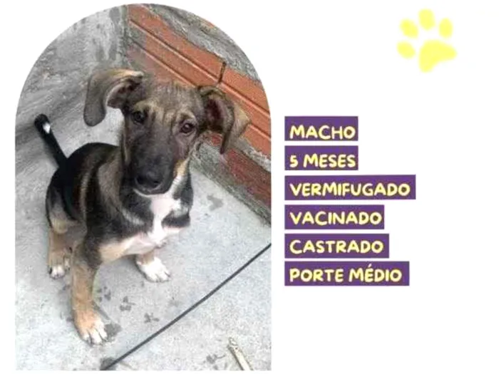 Cachorro ra a SRD-ViraLata idade 1 ano nome Pepito