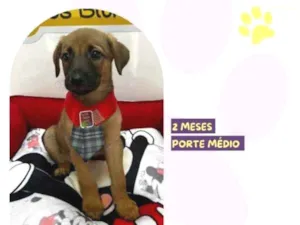 Cachorro raça SRD-ViraLata idade 2 a 6 meses nome CapitÃ£o Gancho