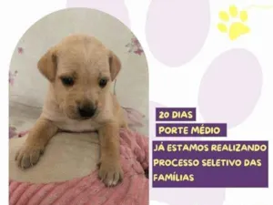 Cachorro raça SRD-ViraLata idade 2 a 6 meses nome Ariel