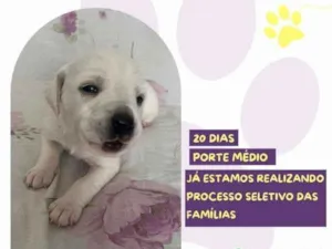 Cachorro raça SRD-ViraLata idade 2 a 6 meses nome Cinderela