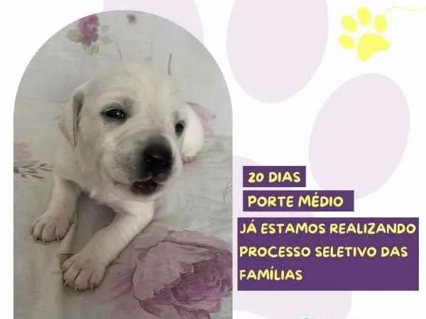 Cachorro ra a SRD-ViraLata idade 2 a 6 meses nome Cinderela