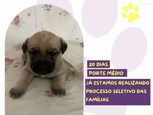 Cachorro ra a SRD-ViraLata idade 2 a 6 meses nome Bela