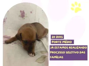 Cachorro raça SRD-ViraLata idade 2 a 6 meses nome Mulan