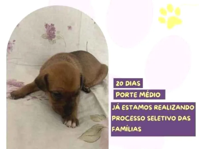 Cachorro ra a SRD-ViraLata idade 2 a 6 meses nome Mulan