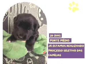 Cachorro raça SRD-ViraLata idade 2 a 6 meses nome Eric