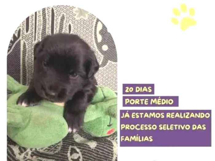 Cachorro ra a SRD-ViraLata idade 2 a 6 meses nome Eric
