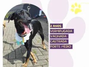 Cachorro raça SRD-ViraLata idade 1 ano nome Belinha