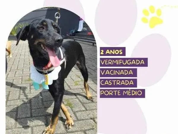Cachorro ra a SRD-ViraLata idade 1 ano nome Belinha