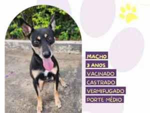 Cachorro raça SRD-ViraLata idade 1 ano nome Stark