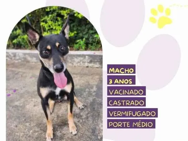 Cachorro ra a SRD-ViraLata idade 1 ano nome Stark