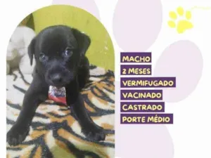 Cachorro raça SRD-ViraLata idade 2 a 6 meses nome Denzel