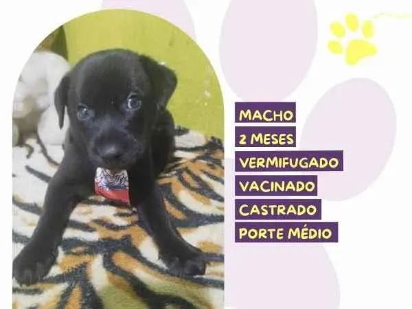Cachorro ra a SRD-ViraLata idade 2 a 6 meses nome Denzel